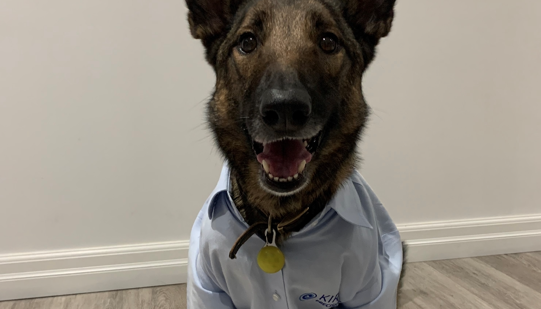 Mapping the ascent of micro implantables and the future of veterinary surgical innovation